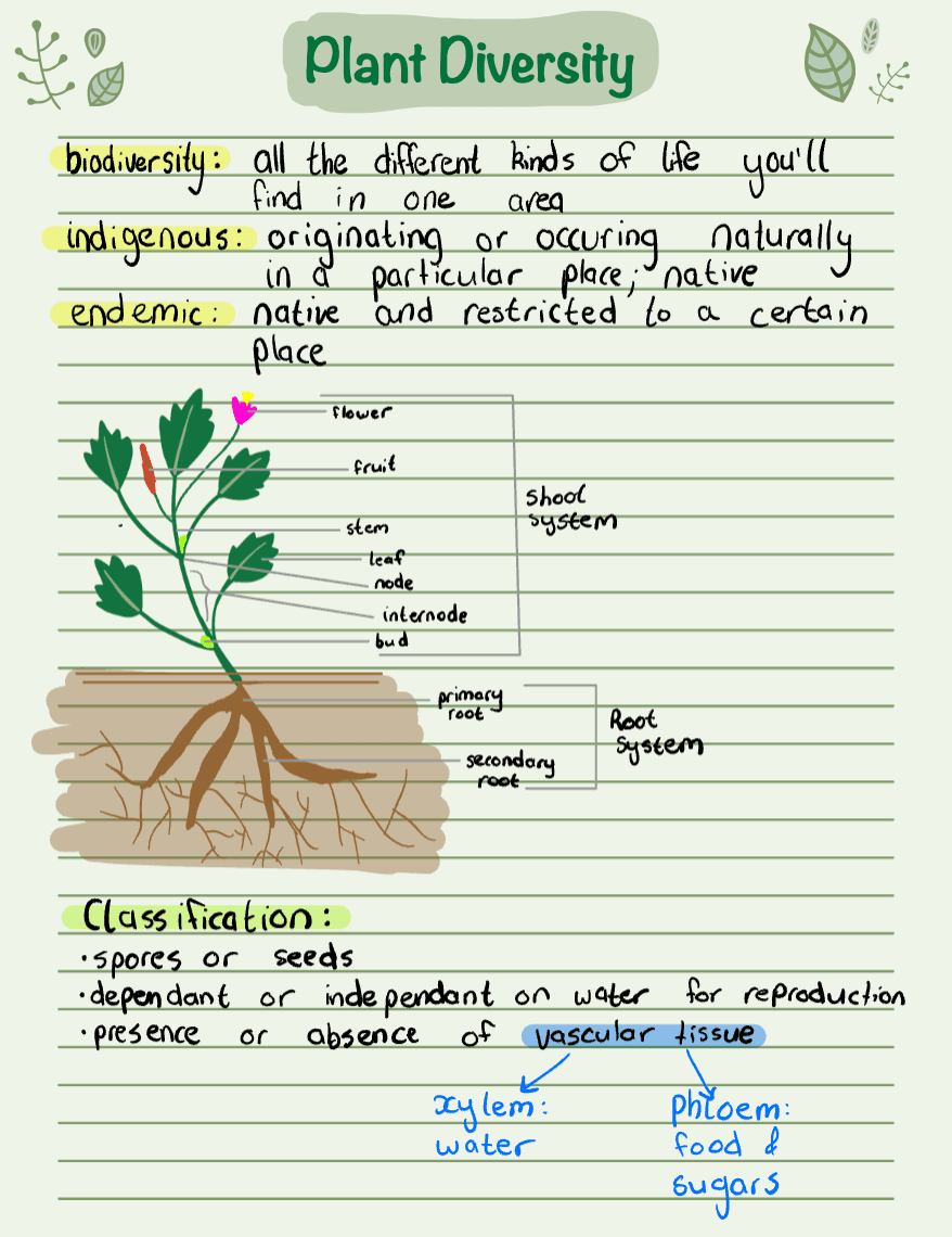 Illustrated SyntroLearn study-note pages